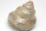 Polished Fossil Gastropod (Pleurotomaria) - Madagascar #207536-1